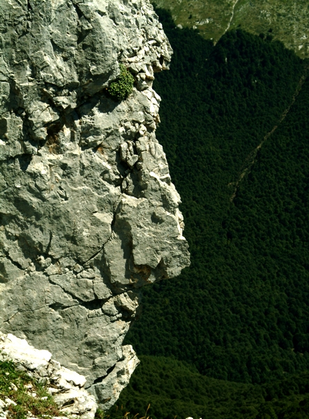 Sculture naturali